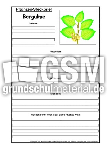 Pflanzensteckbrief-Bergulme.pdf